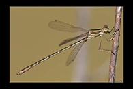 Lestes barbarus, thumbnail 16 / 20