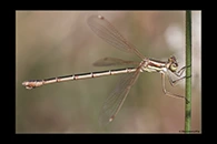 Lestes barbarus, thumbnail 17 / 20