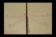 Lestes barbarus, thumbnail 18 / 20