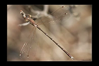 Lestes barbarus, thumbnail 19 / 20