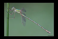 Lestes barbarus, thumbnail 20 / 20