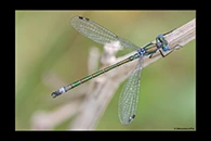 Lestes dryas, thumbnail 2 / 20