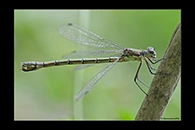 Lestes dryas, thumbnail 4 / 20