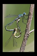Lestes dryas, thumbnail 5 / 20