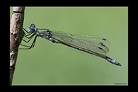 Lestes dryas, thumbnail 9 / 20