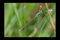Lestes dryas, thumbnail 10 / 20
