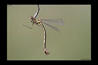 Lestes dryas, thumbnail 13 / 20