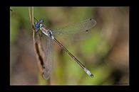 Lestes dryas, thumbnail 15 / 20