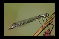Lestes dryas, thumbnail 17 / 20