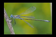 Lestes dryas, thumbnail 18 / 20