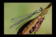 Lestes dryas, thumbnail 20 / 20