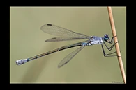 Lestes macrostigma, thumbnail 1 / 20