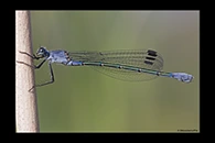 Lestes macrostigma, thumbnail 3 / 20