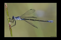 Lestes macrostigma, thumbnail 4 / 20