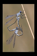Lestes macrostigma, thumbnail 6 / 20
