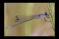 Lestes macrostigma, thumbnail 7 / 20