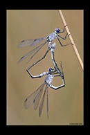 Lestes macrostigma, thumbnail 8 / 20