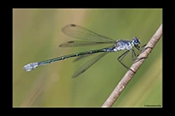 Lestes macrostigma, thumbnail 9 / 20