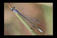 Lestes macrostigma, thumbnail 15 / 20