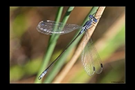Lestes macrostigma, thumbnail 16 / 20