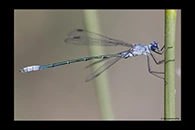 Lestes macrostigma, thumbnail 17 / 20