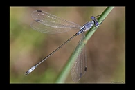Lestes macrostigma, thumbnail 18 / 20