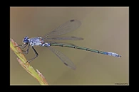 Lestes macrostigma, thumbnail 20 / 20