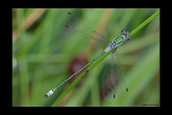 Lestes sponsa, thumbnail 1 / 20
