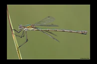 Lestes sponsa, thumbnail 4 / 20