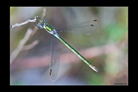 Lestes sponsa, thumbnail 5 / 20