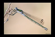 Lestes sponsa, thumbnail 6 / 20