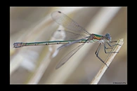 Lestes sponsa, thumbnail 7 / 20