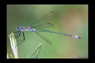 Lestes sponsa, thumbnail 8 / 20