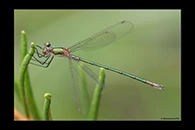 Lestes sponsa, thumbnail 9 / 20