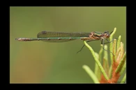 Lestes sponsa, thumbnail 11 / 20