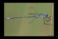 Lestes sponsa, thumbnail 14 / 20