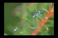 Lestes sponsa, thumbnail 16 / 20