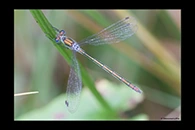 Lestes sponsa, thumbnail 20 / 20
