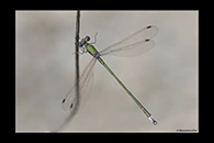 Lestes virens, thumbnail 1 / 20