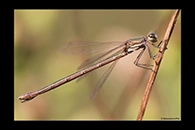 Lestes virens, thumbnail 2 / 20