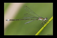 Lestes virens, thumbnail 3 / 20