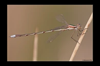 Lestes virens, thumbnail 4 / 20