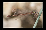 Lestes virens, thumbnail 5 / 20
