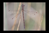 Lestes virens, thumbnail 6 / 20
