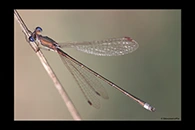 Lestes virens, thumbnail 7 / 20