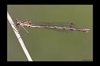 Lestes virens, thumbnail 8 / 20