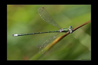 Lestes virens, thumbnail 9 / 20