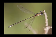 Lestes virens, thumbnail 10 / 20
