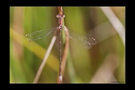Lestes virens, thumbnail 11 / 20