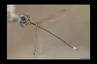 Lestes virens, thumbnail 12 / 20